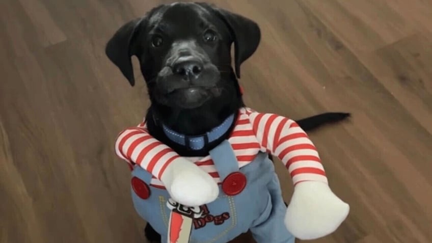 these pets around the us look adorable in their halloween costumes