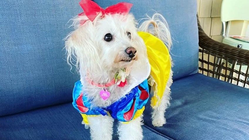 these pets around the us look adorable in their halloween costumes