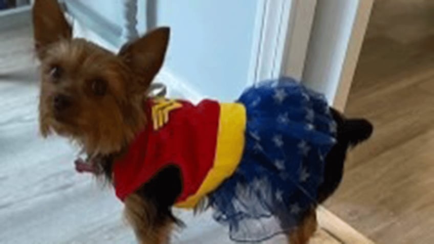 these pets around the us look adorable in their halloween costumes