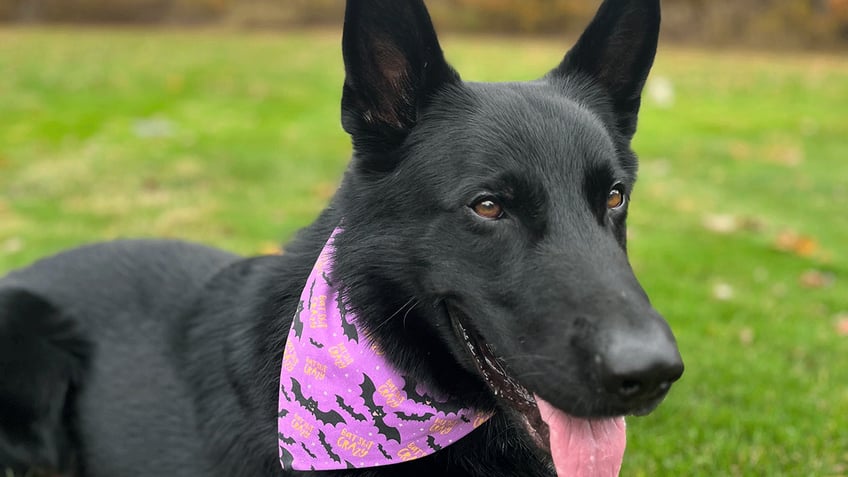 these pets around the us look adorable in their halloween costumes