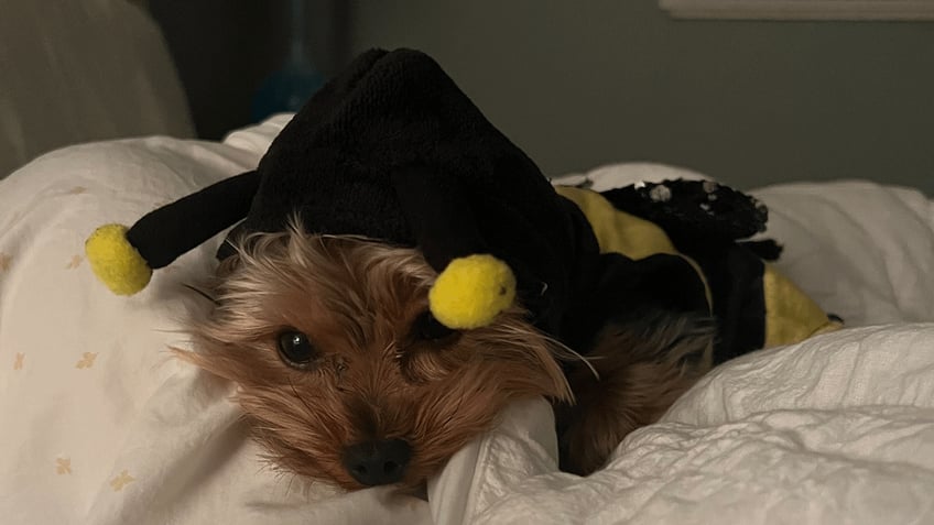 these pets around the us look adorable in their halloween costumes