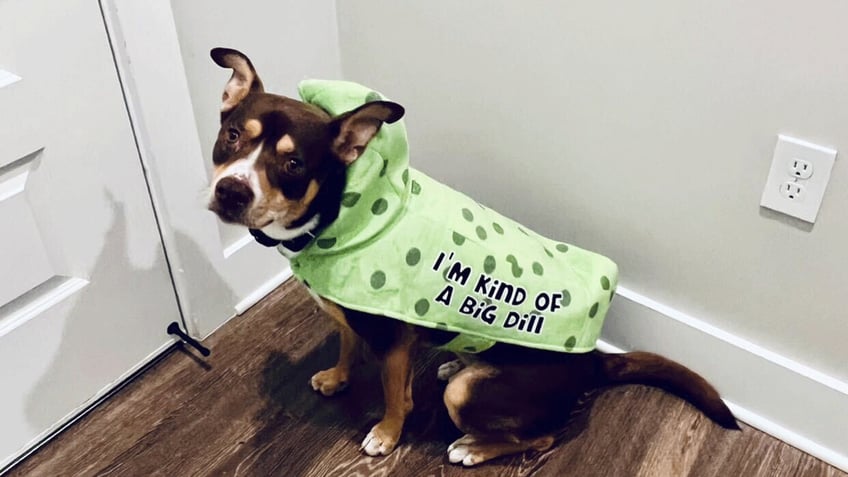 these pets around the us look adorable in their halloween costumes