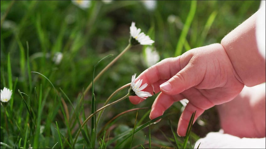 baby touching little flowers