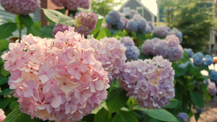 hydrangeas