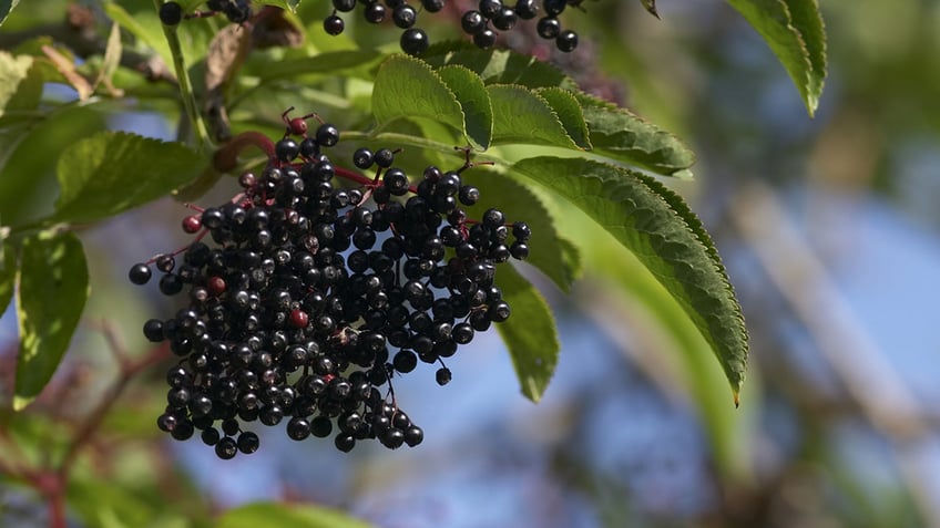 A cluster of ripe black elderberries, 