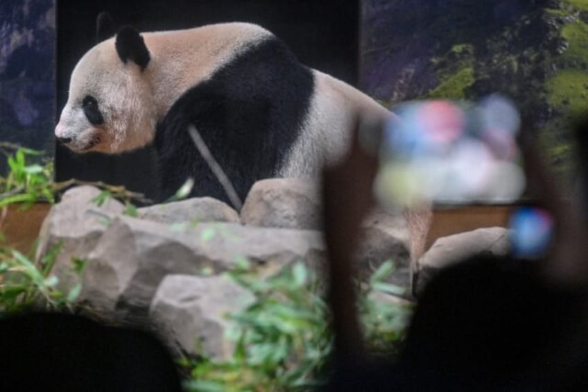 Sporting T-shirts, hats and sun umbrellas featuring the black and white bears, visitors sh