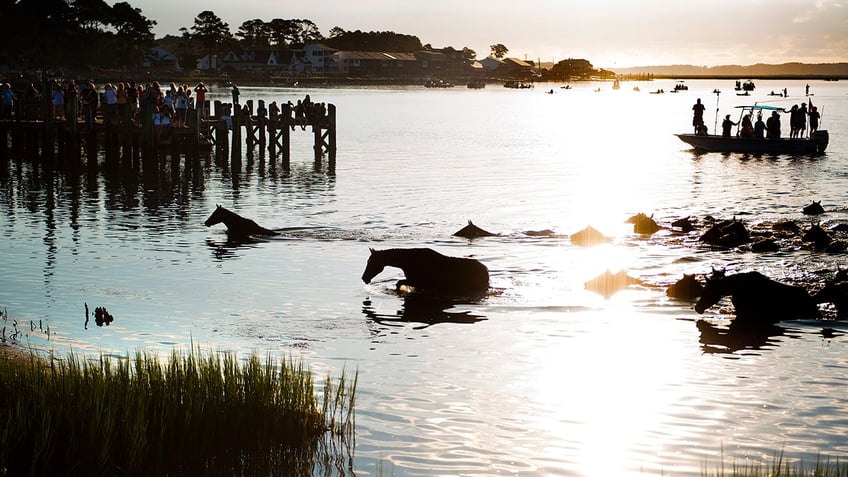 thousands gather to watch chincoteague wild ponies make annual swim across assateague channel