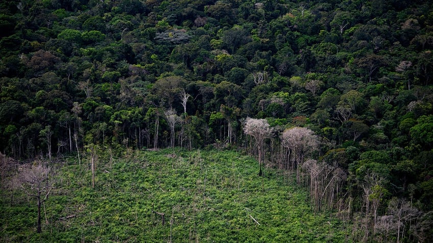 Amazon rainforest