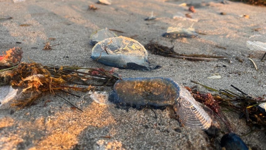 Close-up of velella on shore