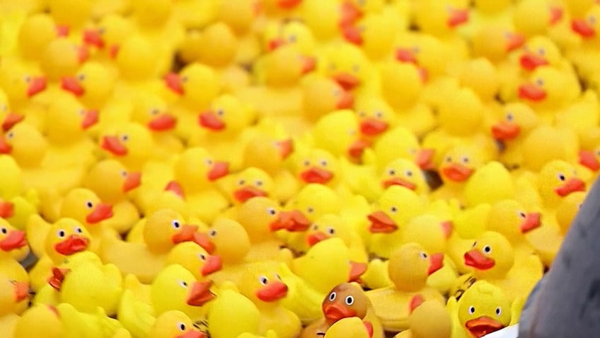 A huge number of rubber ducks is seen floating down a London canal.