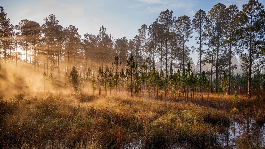 ocala national forest in Florida