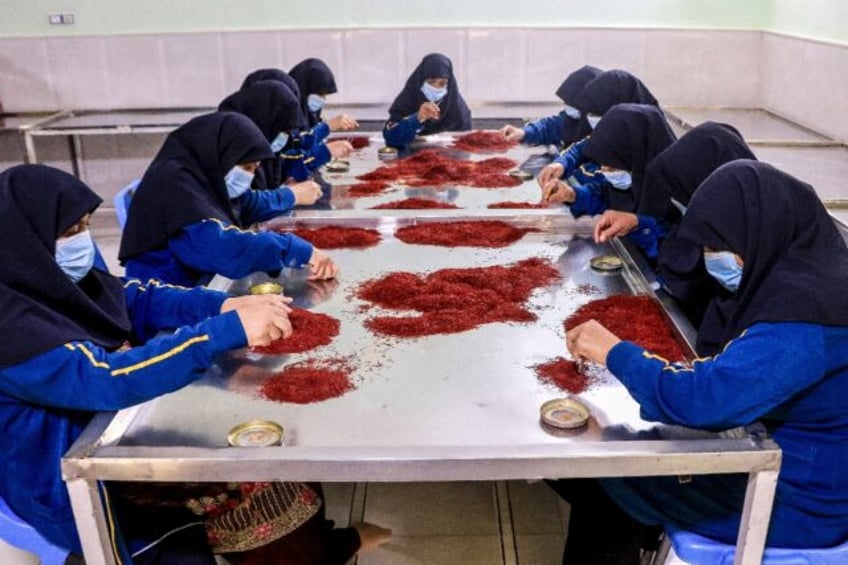 Afghan female workers sort and process dry Saffron at a facility in Herat