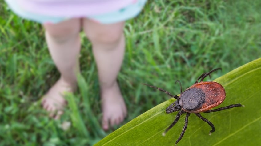 Tick on grass