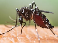 Tiger mosquitoes blamed for spread of dengue fever: ‘Most invasive species’