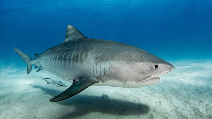tiger shark iStock