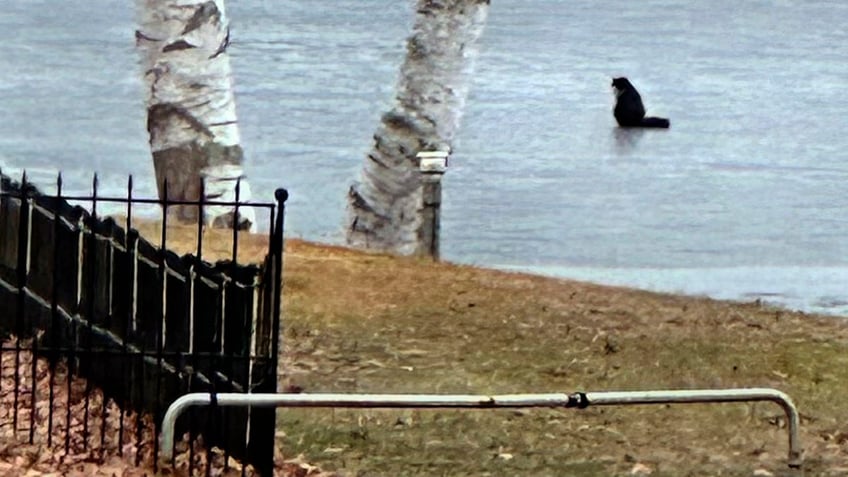 Tiki the cat seen on a Massachusetts lake