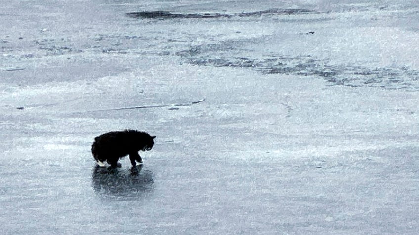 Tiki seen on a frozen lake