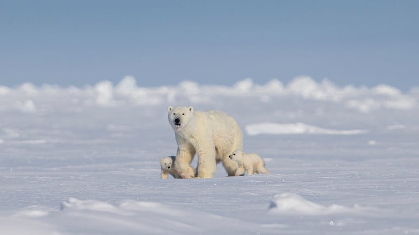 polar bears in Canada