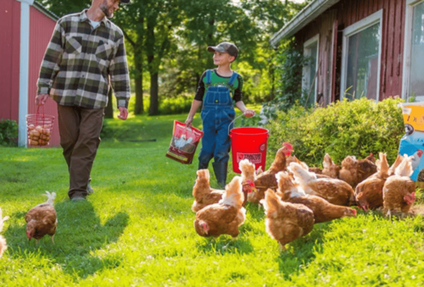 time to build backyard chicken coop as wholesale egg prices hit new record highs