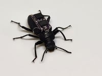 Tiny cyborg beetles are built to save lives in real emergencies