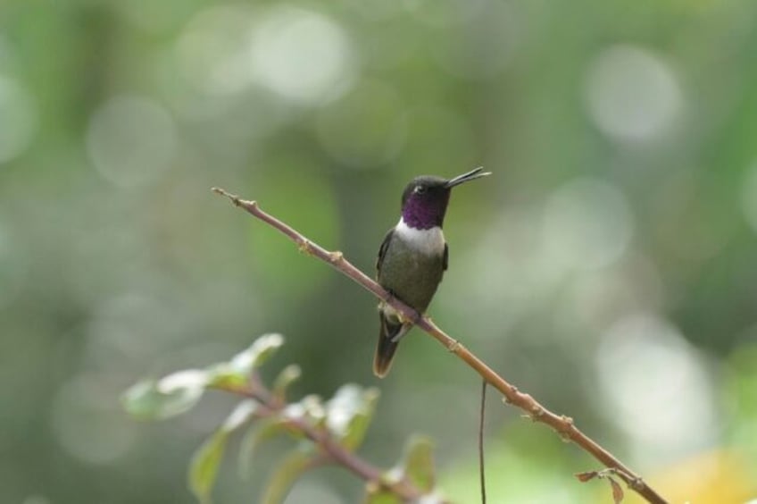 to find out how wildlife is doing scientists try listening