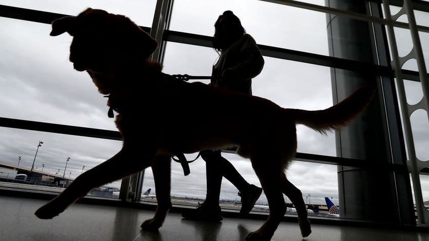 Silhouetted against a window, a trainer walks a service dog through Newark Liberty International Airport as part of a training exercise.