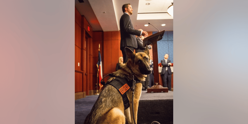 to protect veterans mental health senators and vets push for more access to service dogs powerful avenue