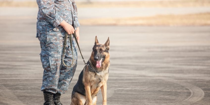 to protect veterans mental health senators and vets push for more access to service dogs powerful avenue