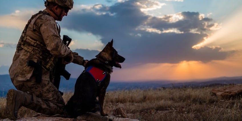 to protect veterans mental health senators and vets push for more access to service dogs powerful avenue