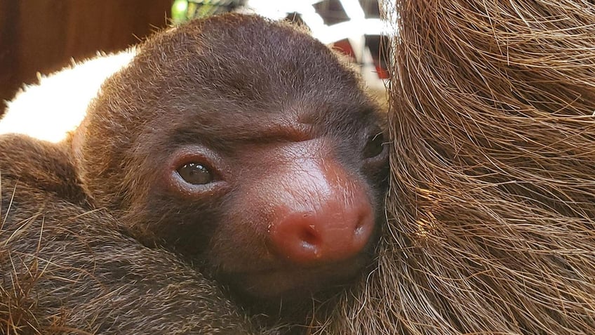 A baby sloth.