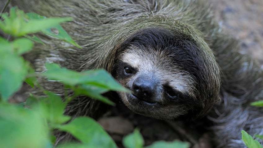 A fully grown Hoffmann's tow-toed sloth.