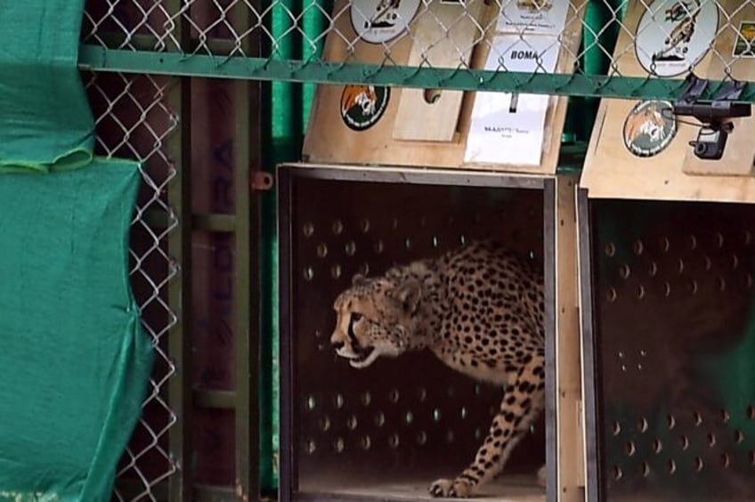 top indian wildlife official removed after 8 cheetahs die