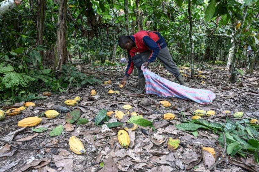 top producer ivory coast fears for cocoa output after rains