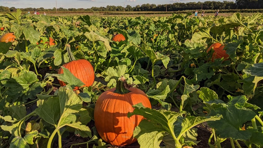 top pumpkin patches in america that offer fall fun for the entire family