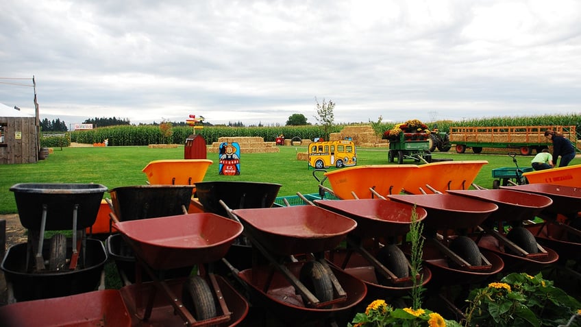 top pumpkin patches in america that offer fall fun for the entire family