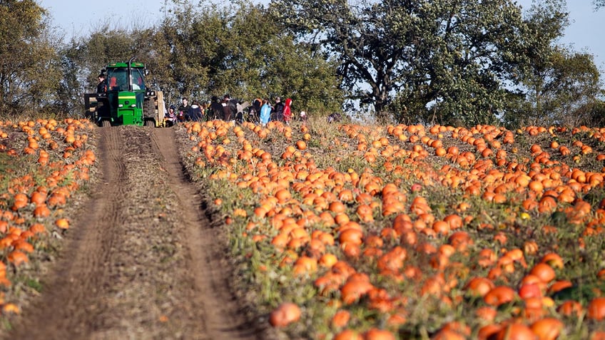 top pumpkin patches in america that offer fall fun for the entire family