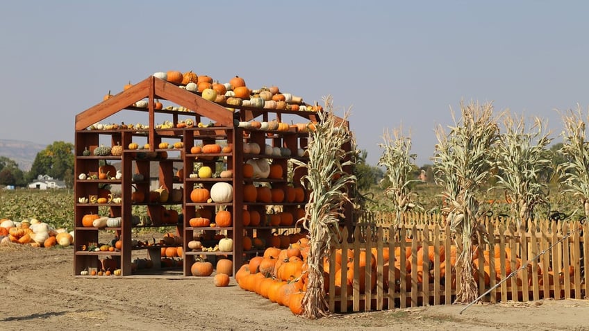 top pumpkin patches in america that offer fall fun for the entire family