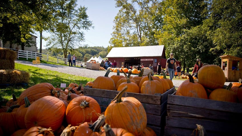 top pumpkin patches in america that offer fall fun for the entire family