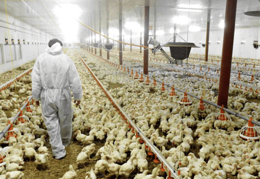 top us egg supplier temporarily ceases operations at texas plant after bird flu outbreak 