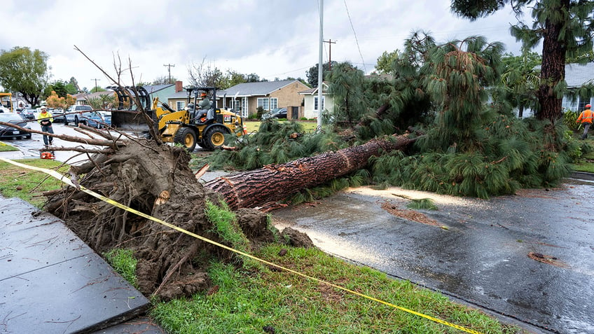 Crews work to remove a large pine tree