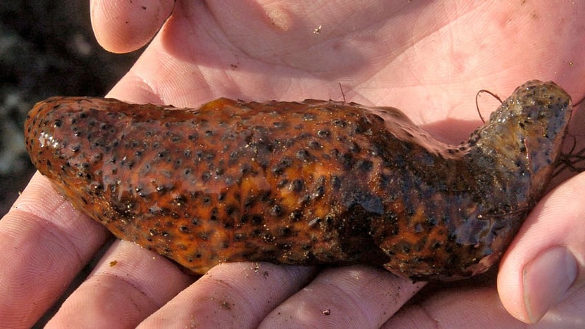 traffickers plead guilty in california for smuggling 10000 in endangered sea cucumbers from mexico