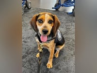 Traveler nabbed by CBP beagle at airport for carrying illicit food deported after kicking dog 'off the ground'