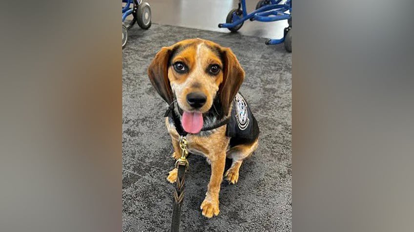 CBP beagle Freddy sitting at Dulles before attack
