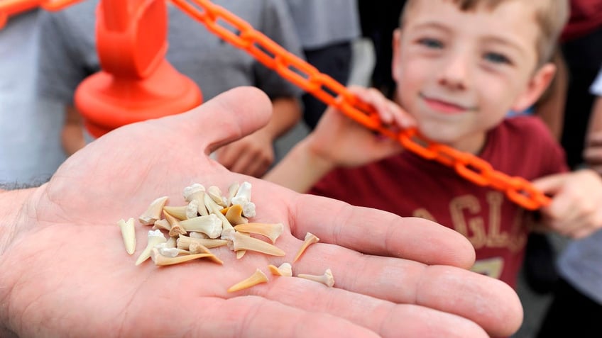 shark teeth collection found in America