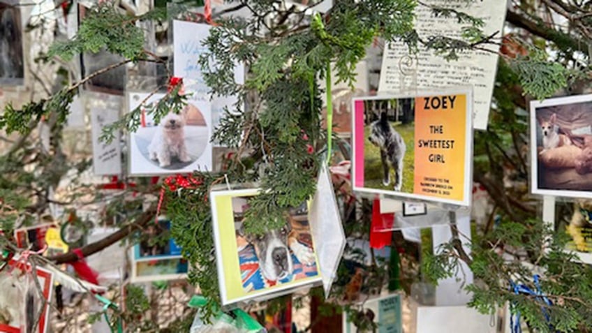 Central park pet tree