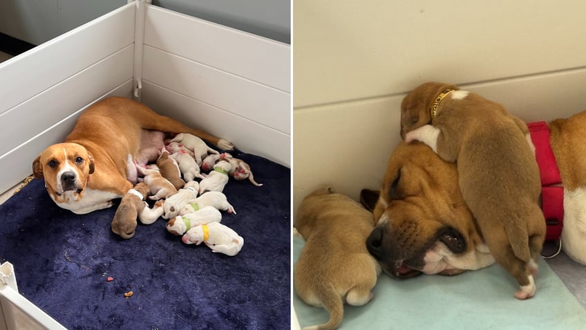 Split image of Meter Maid nursing and with puppies on top of her