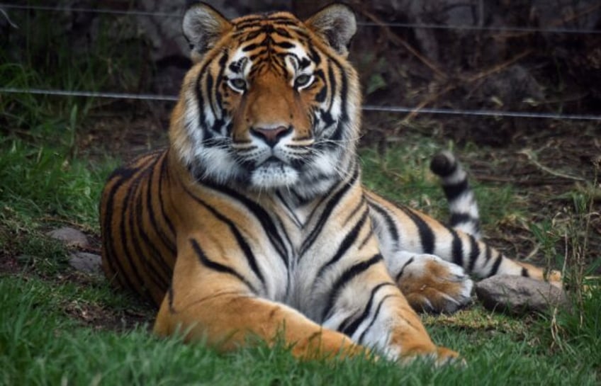 Bengal tigers are endangered but there have been recent conservation successes in Nepal an