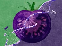 Trojan Tomato: A New GMO Is Designed To Infiltrate America's Gardens