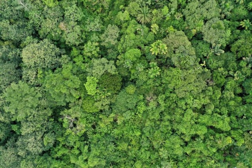 tropical forests nearing critical temperatures thresholds