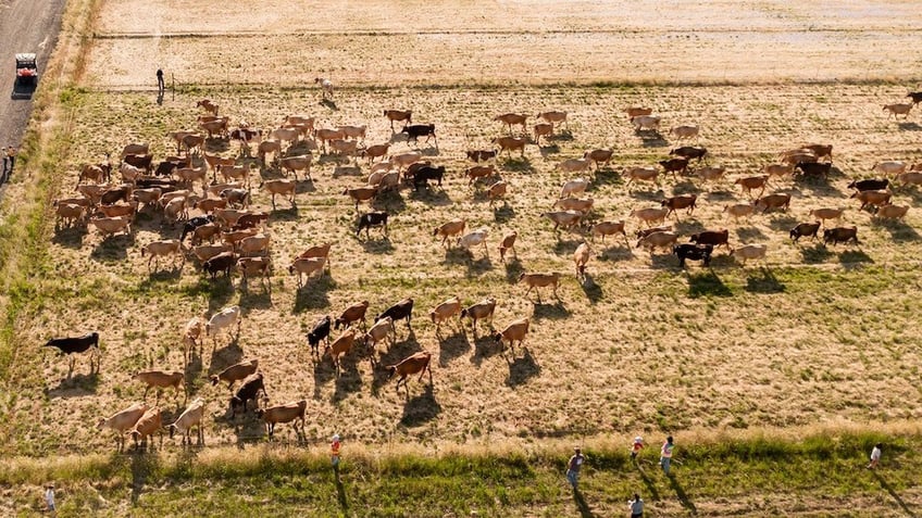 Cows congregate in a pasture at Raw Farm in Fresno County, California.